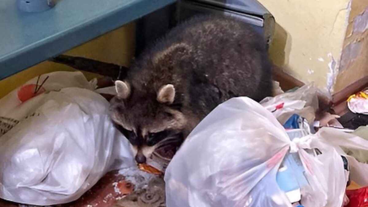 Горожане нашли на помойке домашнего енота и спасли